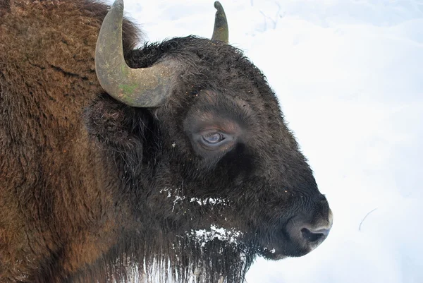 Bison — Stockfoto