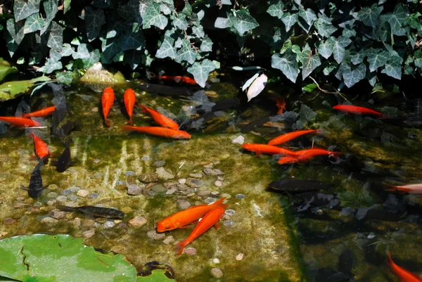 -Kırım - Ukrayna-yalta - nikitsky Botanik Bahçesi