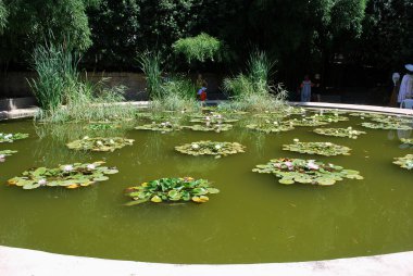 -Kırım - Ukrayna-yalta - nikitsky Botanik Bahçesi