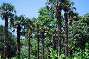 -Kırım - Ukrayna-yalta - nikitsky Botanik Bahçesi