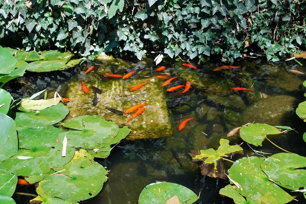 Ucrania - la Crimea - Yalta - Nikitsky el jardín botánico — Foto de Stock