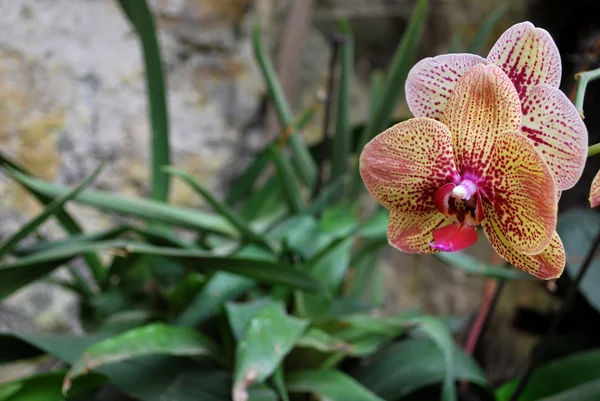 Ukraine - crimea - yalta - nikitsky botanischer Garten — Stockfoto