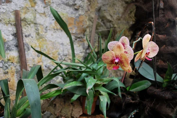 Oekraïne - Krim - Jalta - nikitsky botanische tuin — Stockfoto