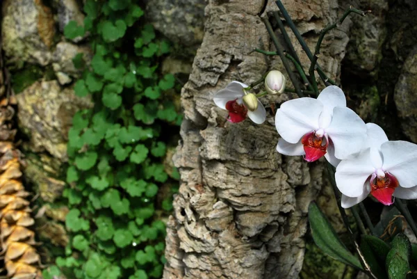 Ukraine - crimea - yalta - nikitsky botanischer Garten — Stockfoto