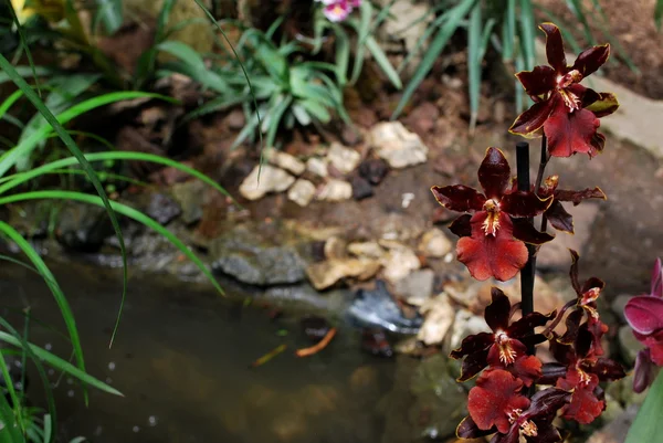 Ukrajina - Krym - Jalta - Nikitská botanická zahrada — Stock fotografie