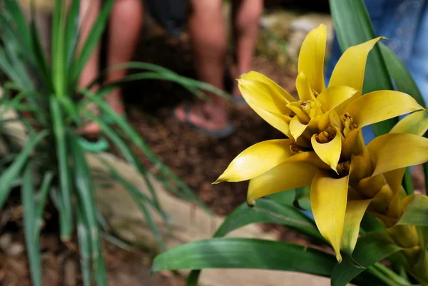 Ukrajina - Krym - Jalta - Nikitská botanická zahrada — Stock fotografie