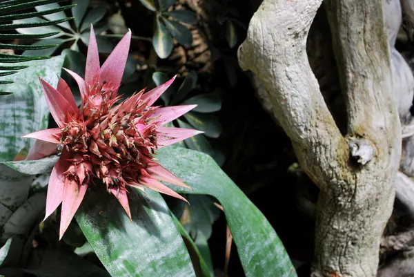 -Kırım - Ukrayna-yalta - nikitsky Botanik Bahçesi