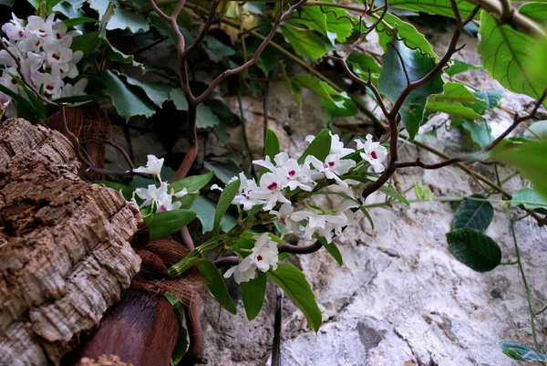 Ukraine - Crimea - Yalta - Nikitsky botanical garden — Stock Photo, Image