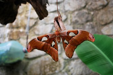 okano söğüt - attacus atlas