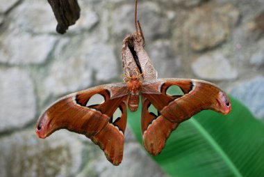 okano söğüt - attacus atlas