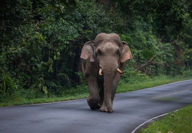 Tayland Ulusal Parkı 'ndaki dağdan geçen yolda yürüyen vahşi fil..