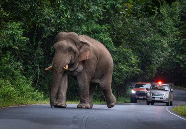 Tayland Ulusal Parkı 'ndaki dağdan geçen yolda yürüyen vahşi fil..