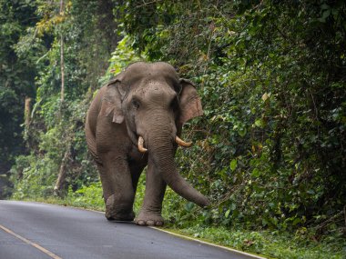 Tayland Ulusal Parkı 'ndaki dağdan geçen yolda yürüyen vahşi fil..