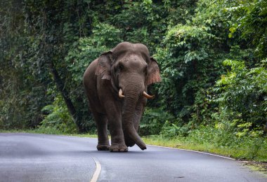 Tayland Ulusal Parkı 'ndaki dağdan geçen yolda yürüyen vahşi fil..