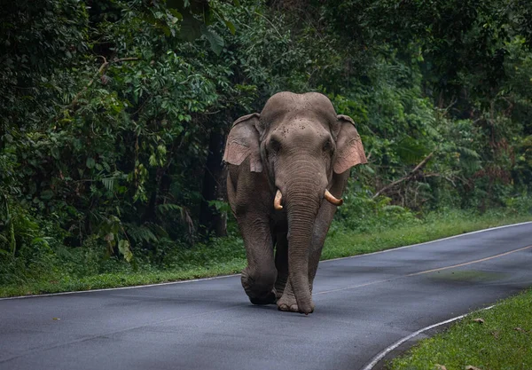 Tayland Ulusal Parkı 'ndaki dağdan geçen yolda yürüyen vahşi fil..