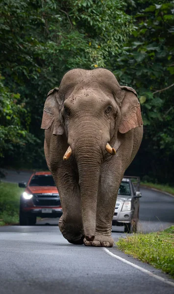 Elefante Salvaje Caminando Por Carretera Que Cruza Montaña Parque Nacional — Foto de Stock