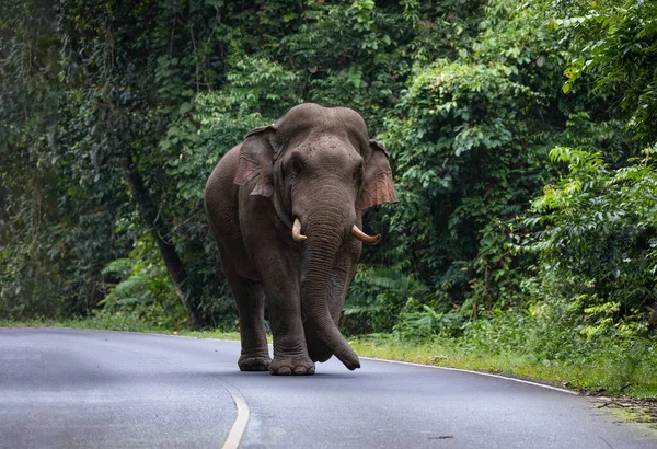 Tayland Ulusal Parkı 'ndaki dağdan geçen yolda yürüyen vahşi fil..