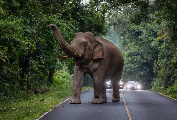 在泰国国家公园的山路上行走的野生大象 免版税图库图片