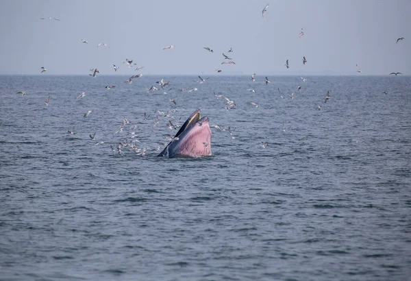 布赖德的鲸鱼在海面上吃小鱼 并有许多海鸥飞过 图库照片