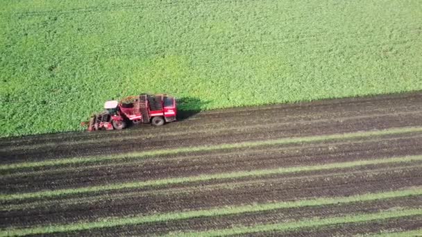 Images aériennes d'un drone d'une moissonneuse-batteuse qui récolte des betteraves sur le terrain. Agriculture et agriculture — Video