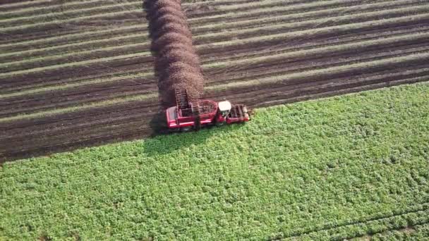 Letecké záběry z trubce kombinující sklizeň řepy v terénu. Zemědělství a zemědělství — Stock video