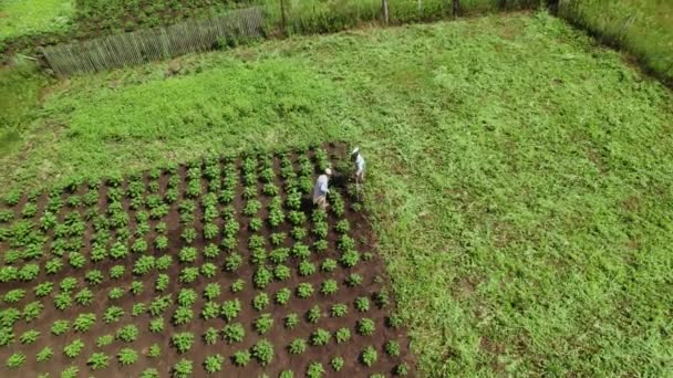 두 명의 여자 농부가 감자를 토해 내는 장면 이 공중에 떠 있다. 농경지에 수공업용 뗏목 이 있다. 맨 위에서 본 풍경 — 비디오