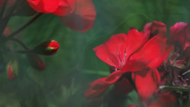 Soft picture of bright red flower buds very close-up and macro through green stems of grass — Stock Video