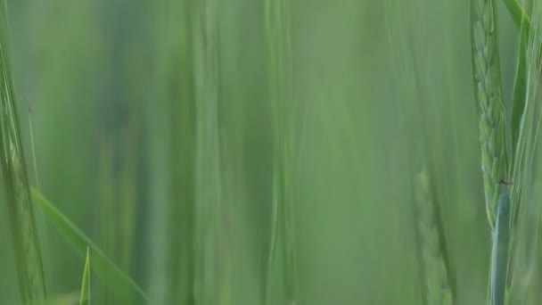 Uszy świeżej, ale zielonej pszenicy kołyszą się na wietrze w polu — Wideo stockowe