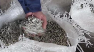 El ele tutuşan PP Pet Chips yarı kör, PET çipleri geri dönüşüm, PET polyester çipleri