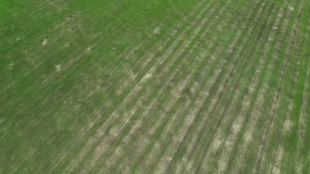 Letecký pohled na zelené zemědělské pole. Dron záběry krásné louky na venkově — Stock video