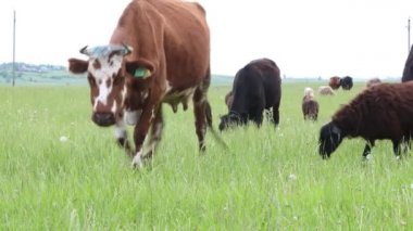 Çiftlik hayvanları çayırlarda otlar ve taze otlar yerler. İneklere, keçilere ve koçlara yakın çekim