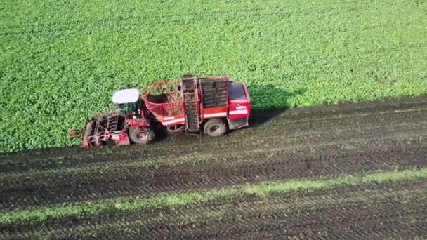 Imágenes aéreas de un dron de una remolacha cosechadora en el campo. Agricultura y agricultura — Vídeos de Stock