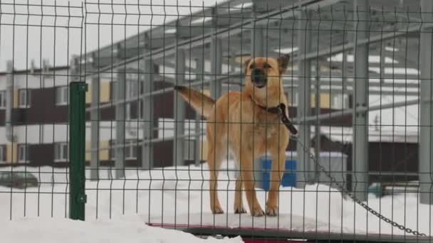 Ein Wachhund an einer Kette bellt und bewacht das Revier. — Stockvideo