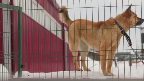 Ένας σκύλος φύλακας σε μια αλυσίδα γαβγίζει και φρουρεί την περιοχή.. — Αρχείο Βίντεο