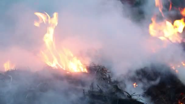 V posledních letech suchá tráva hoří, doutná a kouří detailní up — Stock video