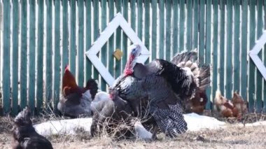 Çiftleşme hindi oyunları. Erkek ve dişi etkileşim içinde. Hayvanlara kur yapmak. Çiftlik kuşları