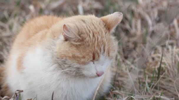 Ginger huiskat in het wild. Huisdier in het veld tussen het gras — Stockvideo