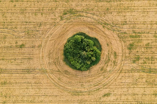 Volare sul campo dopo il raccolto. Un cerchio uniforme di vegetazione intatta nel mezzo di un campo coltivato. Geometria e forme in natura — Foto Stock