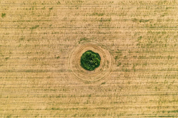 Vlieg over het veld na de oogst. Een gelijkmatige cirkel van onaangetaste vegetatie in het midden van een cultuurveld. Geometrie en vormen in de natuur — Stockfoto