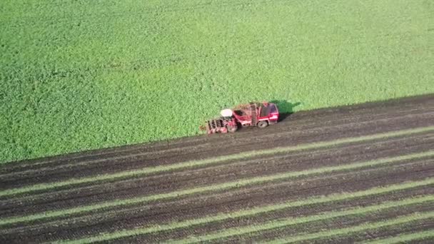 Aerial footage from a drone of a combine harvesting beets in the field. Agriculture and farming — Stock Video