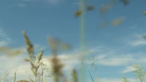 Öron av fält gräs svajar i vinden i fältet mot bakgrund av himlen — Stockvideo