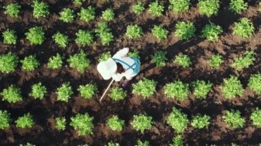 Çiftçi bir kadının havadan çekilmiş görüntüleri bir patates mahsulünü pataklıyor. Tarım arazisinde el işi. Üst alt görünüm
