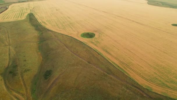 Flyg över fältet efter skörd. En jämn cirkel av orörd vegetation mitt på ett odlat fält. Geometri och former i naturen — Stockvideo