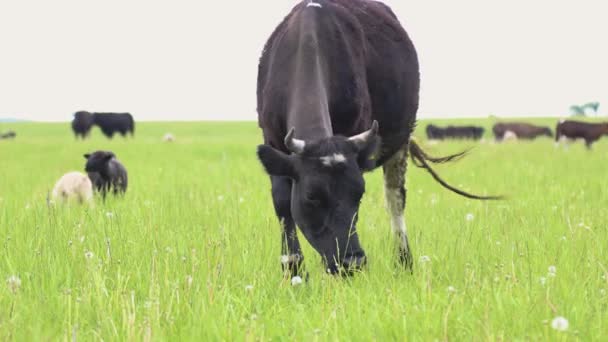 Nutztiere weiden auf der Weide und fressen frisches Gras. Großaufnahme von Kühen, Ziegen und Widdern — Stockvideo