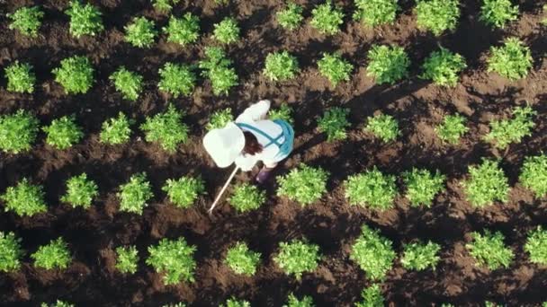 Filmato aereo di una donna contadina spuda un raccolto di patate. Artigianato su terreni agricoli. Vista dall'alto verso il basso — Video Stock