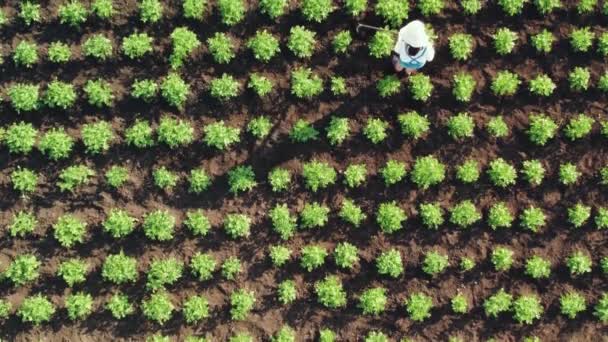 Imágenes aéreas de una mujer agricultora vomita una cosecha de papas. Artesanía en tierras agrícolas. Vista de arriba hacia abajo — Vídeo de stock