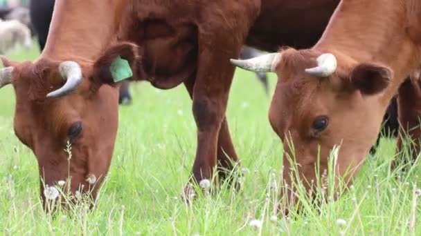 Фермерские животные свободно бродят на летних пастбищах и едят свежую траву в поле. Крупный план выпаса коров — стоковое видео