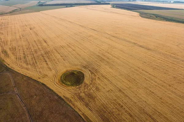 Fly over the field after harvest. An even circle of untouched vegetation in the middle of a cultivated field. Geometry and shapes in nature — Stock Photo, Image