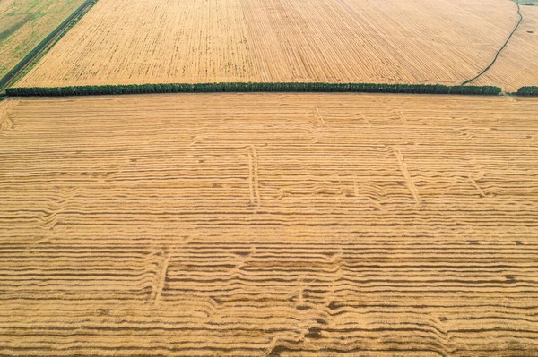 View from above field after harvest. Incredible landscapes and textures. The dug-up strips left by the combines form geometric lines stretching parallel to each other to the horizon — Stock Photo, Image