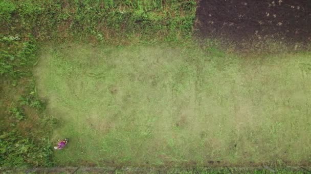 Video aéreo de un agricultor cortando hierba en tierras de cultivo con una segadora de gasolina. Vista de arriba hacia abajo — Vídeo de stock